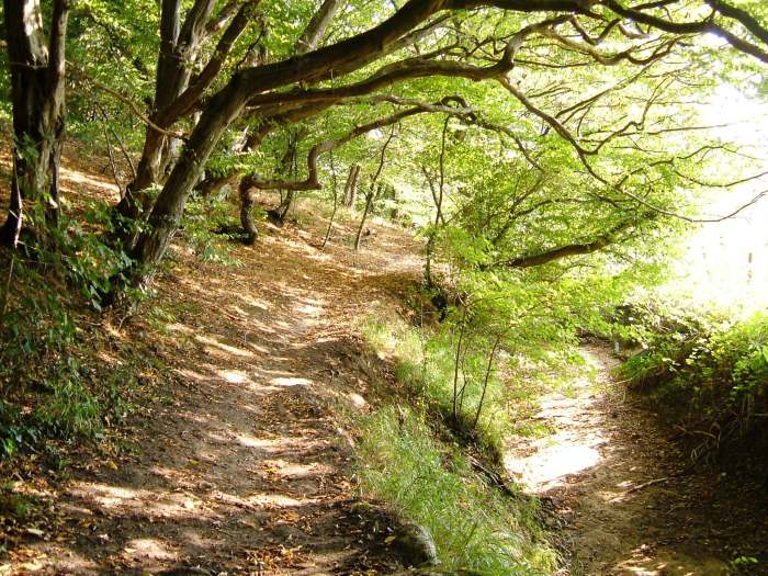 The path in Ubbeston Wood, with dry river bed