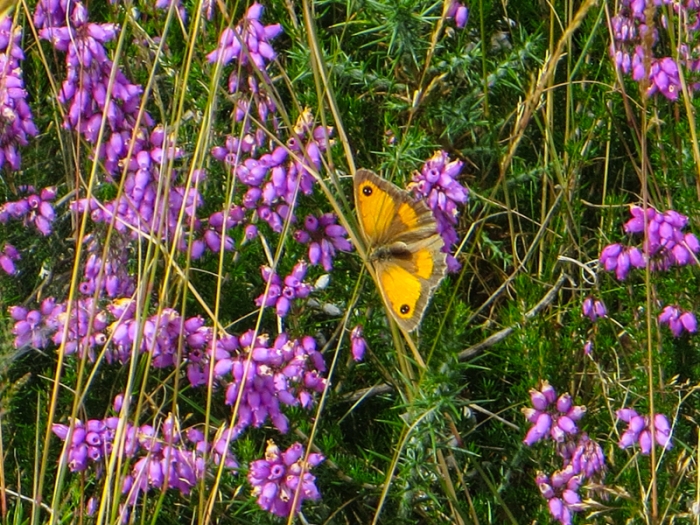 Gatekeeper or Hedge Brown butterfly on Dunwich Heath